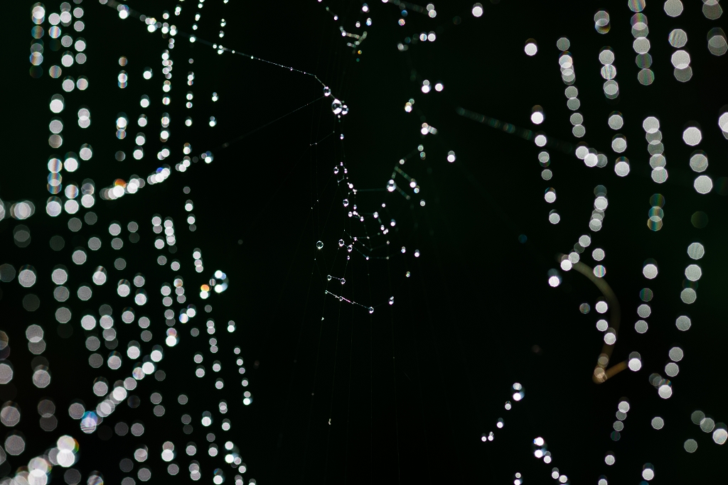 Nature 07