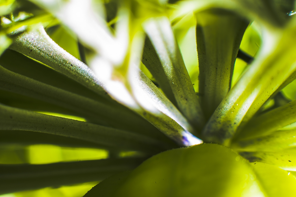 Nature 09